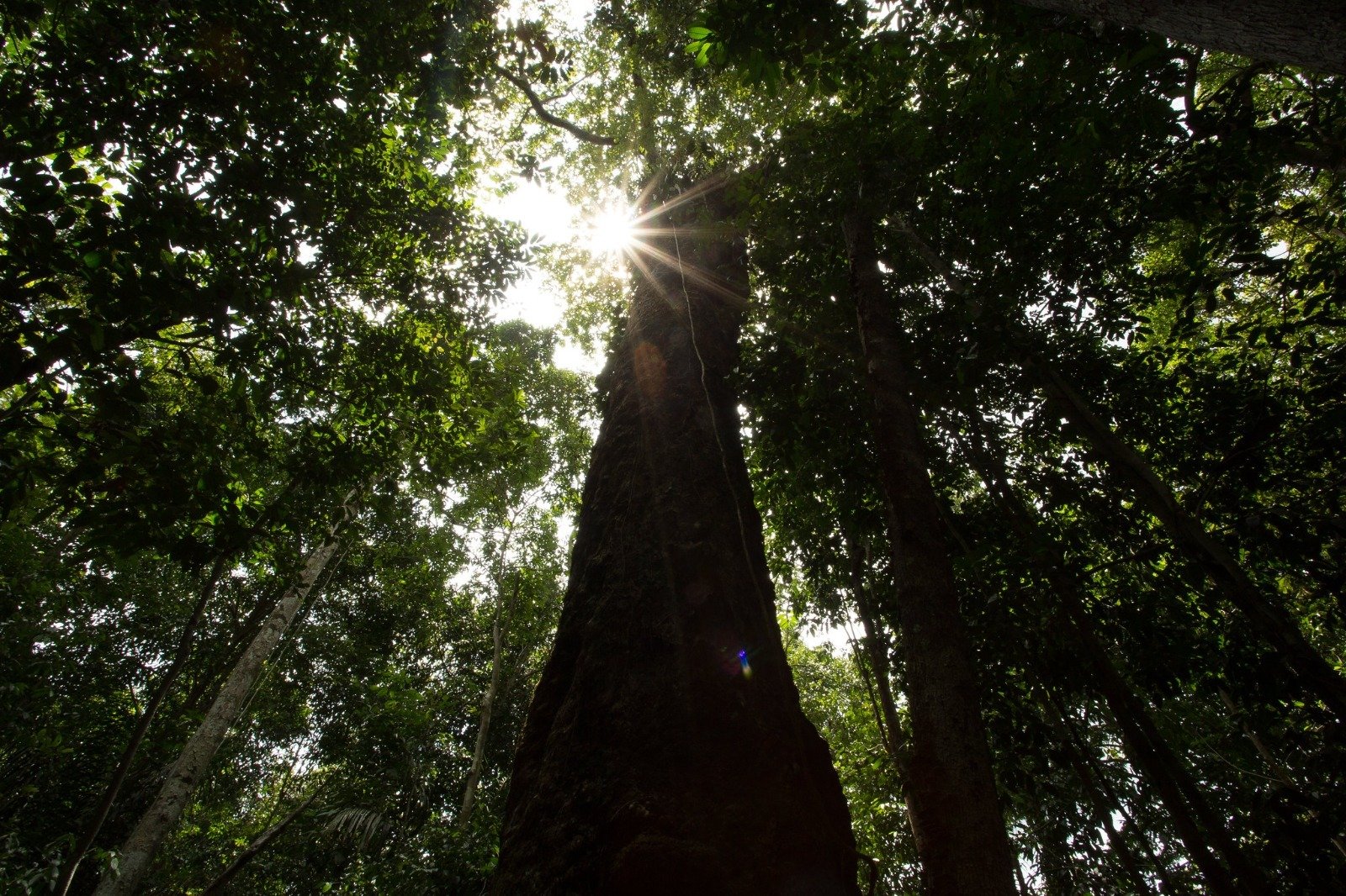 Amazonas registra menor número de focos de calor em 23 anos, aponta Inpe