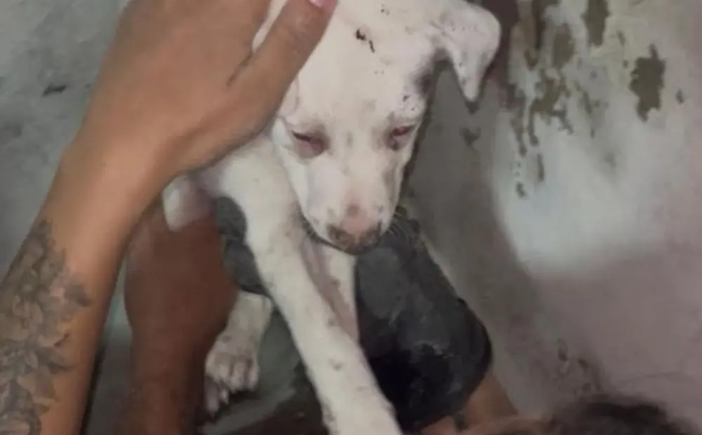 Filhote de cachorro resgatado entre paredes no bairro Coroado em Manaus