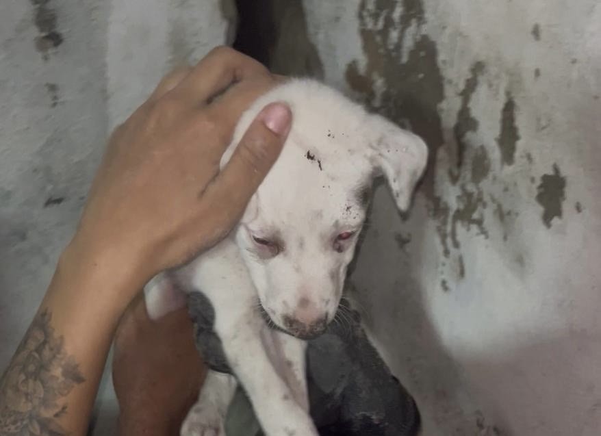 Cachorro é resgatado de buraco na parede de casa em Manaus