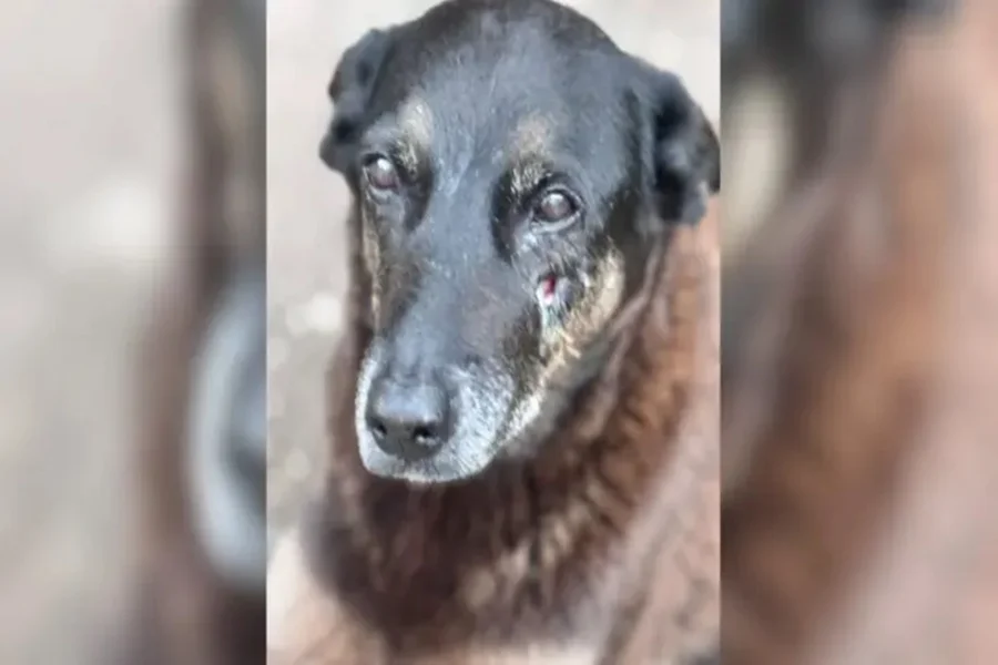 cão orelha cachorro comunitário na praia brava