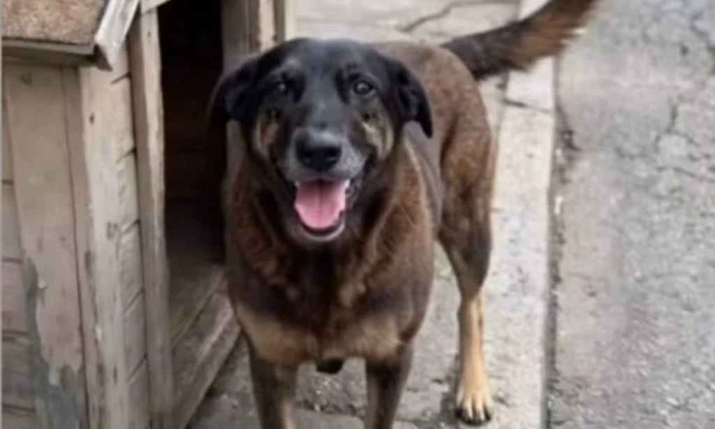 O caso do Cão Orelha