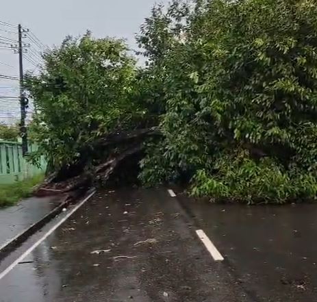 foto da árvore caída na avenida darcy vargas em manaus durante a chuva