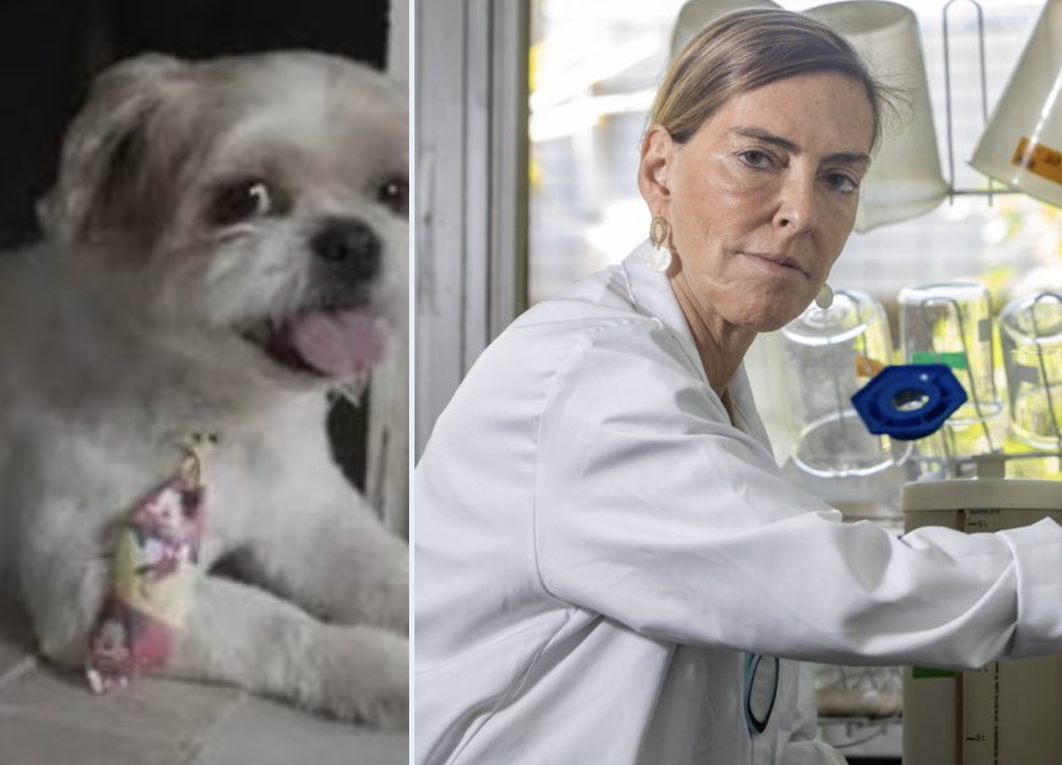 Cachorro em tratamento experimental com polilaminina para recuperação de movimentos após lesão na medula espinhal