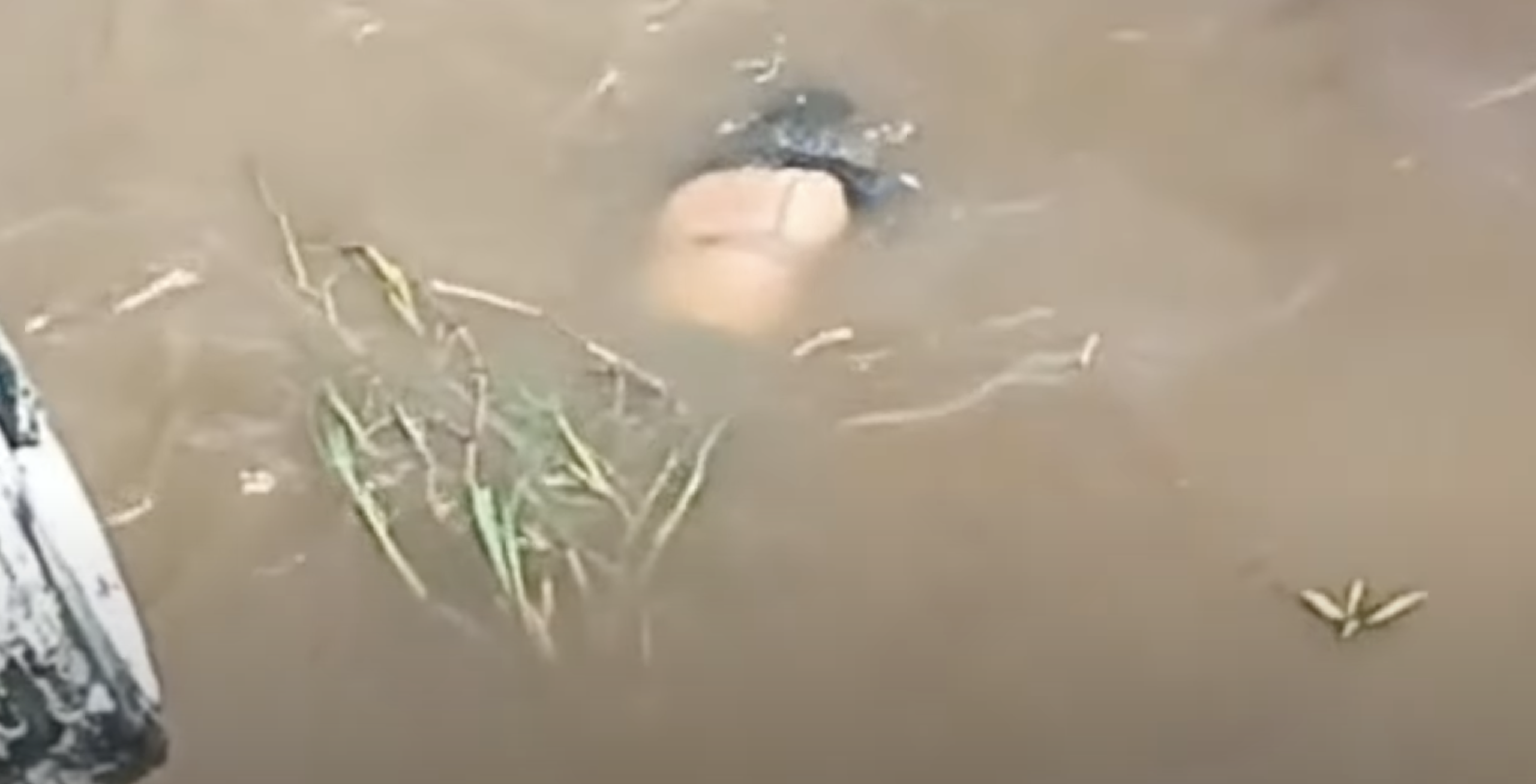 naufrágio da lancha lima de abreu em manaus