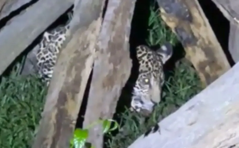 filhote de onça-pintada resgatado em itacoatiara