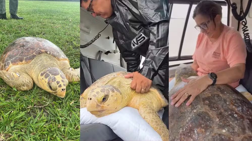 tartaruga cabeçuda sendo resgatada por helicóptero
