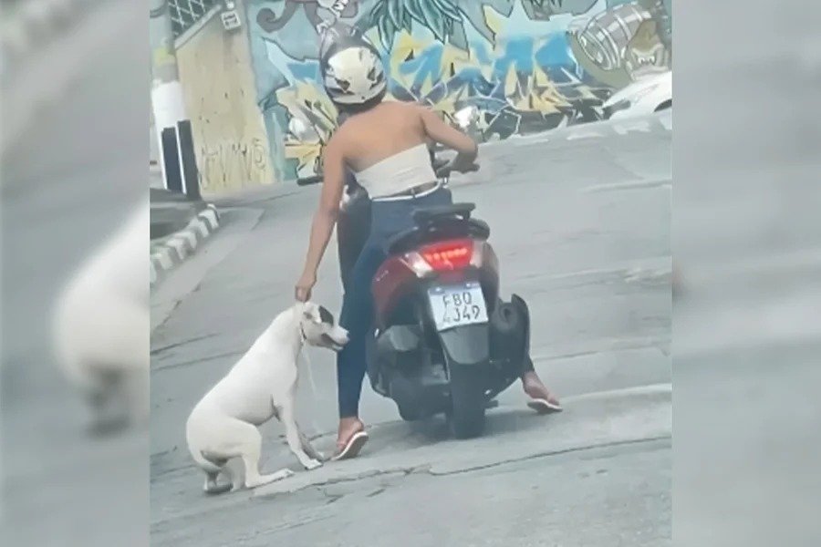 Jovem indiciada por maus-tratos arrastando cão pitbull com moto em Osasco