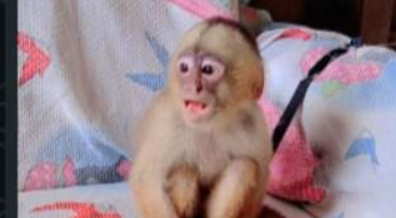 Em Eirunepé, um macaco-prego é anunciado à venda em grupo de WhatsApp usado para itens domésticos, em meio à crise econômica local. A prática fere a Lei 9.605, com previsão de detenção, multa e alerta para desequilíbrio ambiental. Reincidência na calha do Juruá reforça necessidade de denúncias anônimas da população.