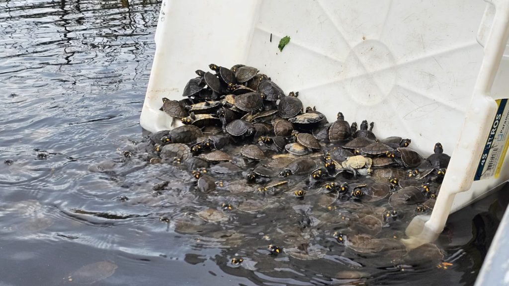 Filhotes de tracajá sendo soltos na natureza em reserva ambiental no Amazonas