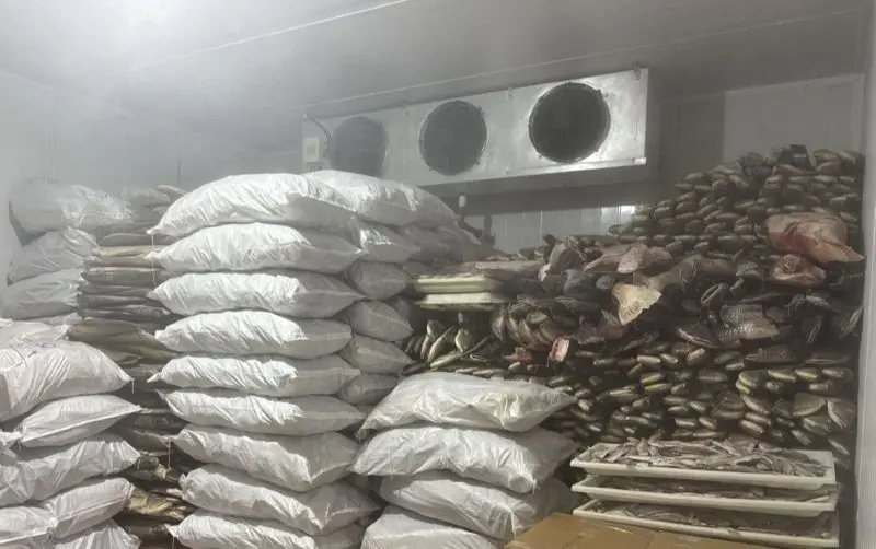 fiscalização do instituto de proteção ambiental do amazonas em manacapuru