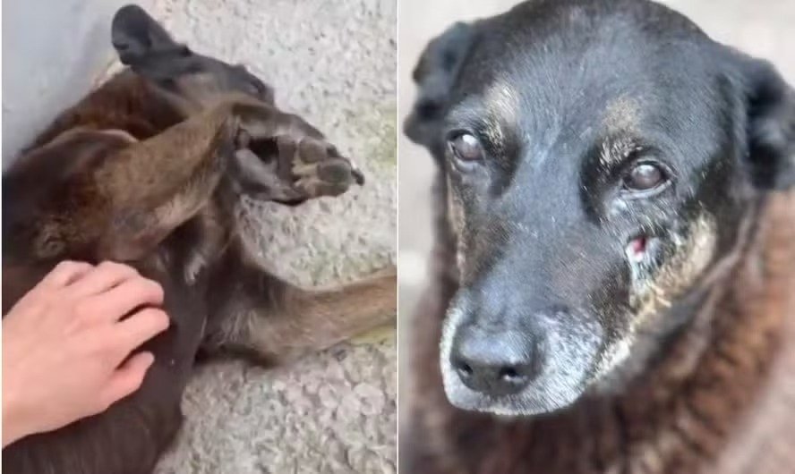 cão comunitário orelha em florianópolis