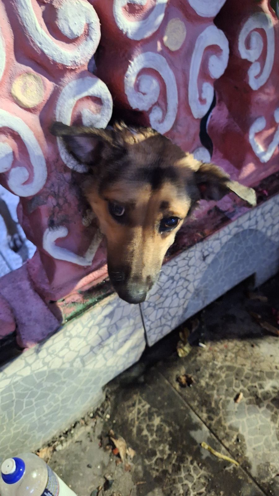 cadela sendo resgatada pelos bombeiros
