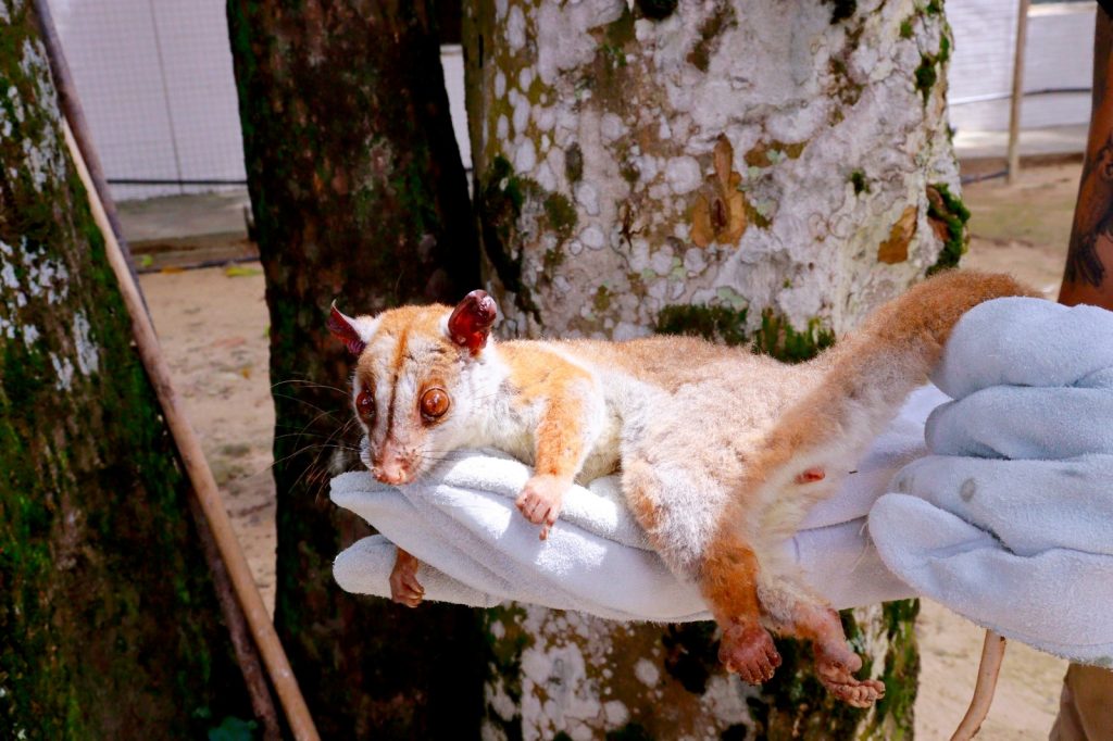 Cuíca-lanosa resgatada ferida em Manaus sendo atendida por equipe ambiental.