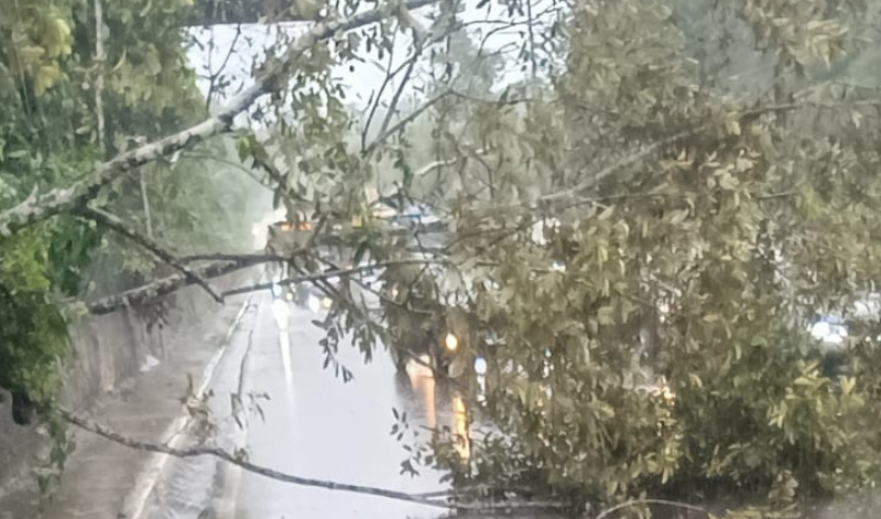 Árvore caída bloqueando parte da pista na Avenida do Turismo em Manaus durante chuva forte