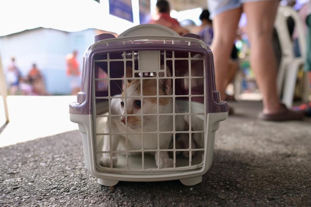 Equipe veterinária e unidade móvel do castramóvel estacionada para atendimento gratuito no bairro santo antônio em manaus