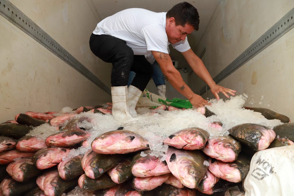 Entrega gratuita de peixe para famílias em situação de vulnerabilidade social em Manaus durante o projeto Páscoa na Floresta.