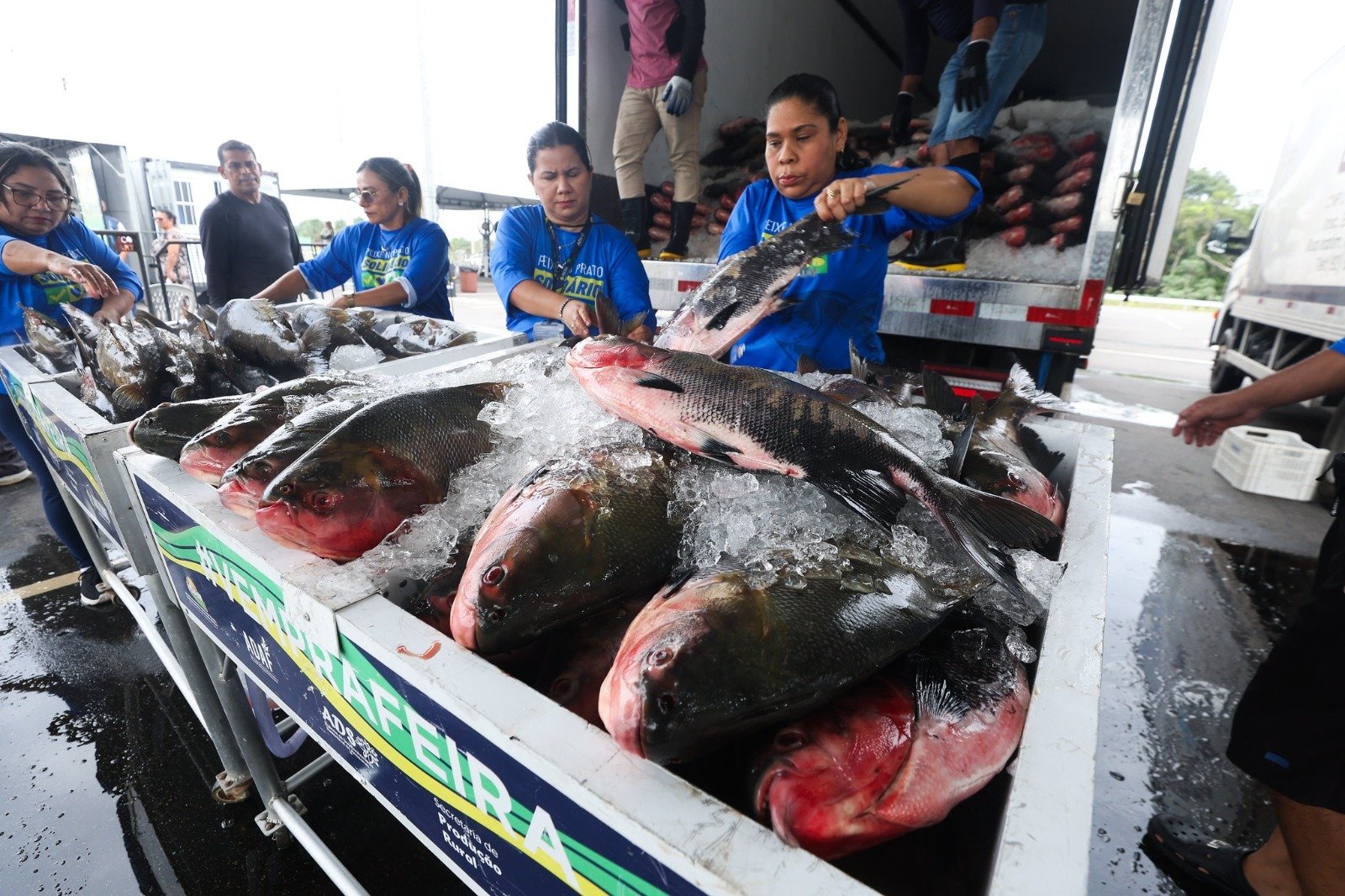 Entrega de peixes para representantes de instituições sociais em Manaus durante o programa Peixe no Prato Solidário.