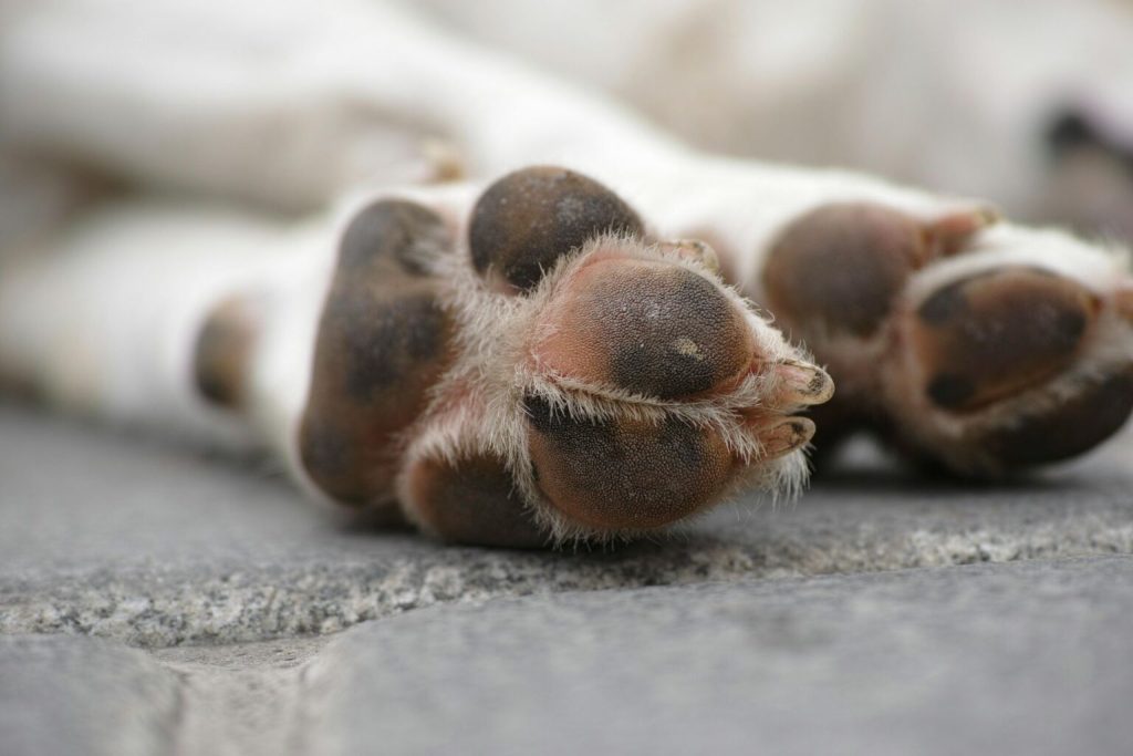 Homem denunciado pelo MPAM por matar cachorros com pé de cabra no interior do Amazonas.
