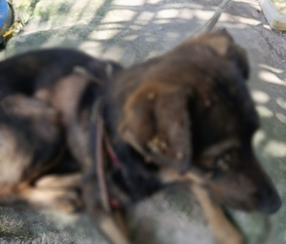 Policiais em frente a residencia onde caes foram resgatados de situacao de maus tratos em Manaus