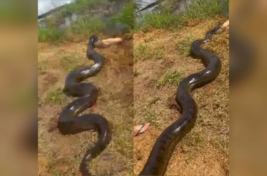 Sucuri de grande porte capturando um cachorro em área residencial no Mato Grosso do Sul.