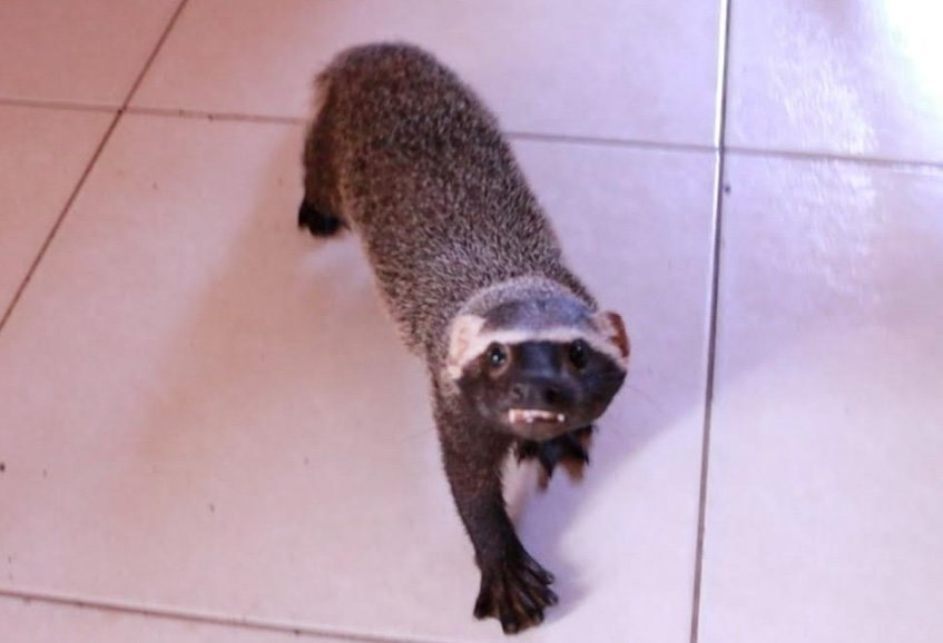 Equipe do Ipaam realiza o resgate de um furão mantido ilegalmente como animal de estimação em uma residência em Manaus