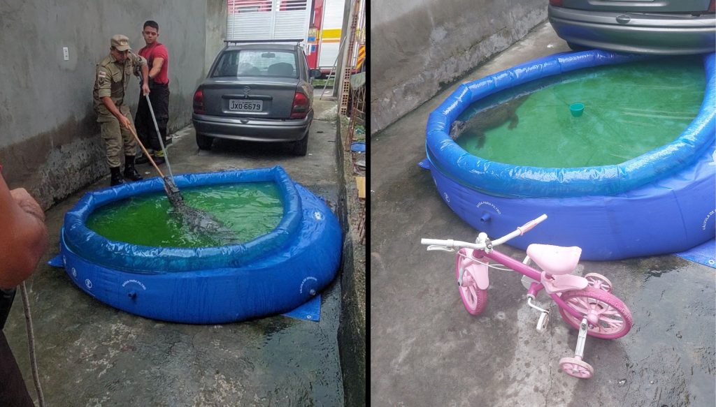Jacaré resgatado pelo Corpo de Bombeiros em piscina de plástico no bairro São José em Manaus