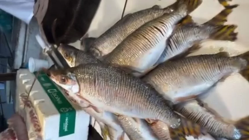 Peixe jaraqui servido de forma tradicional como símbolo da culinária do amazonas