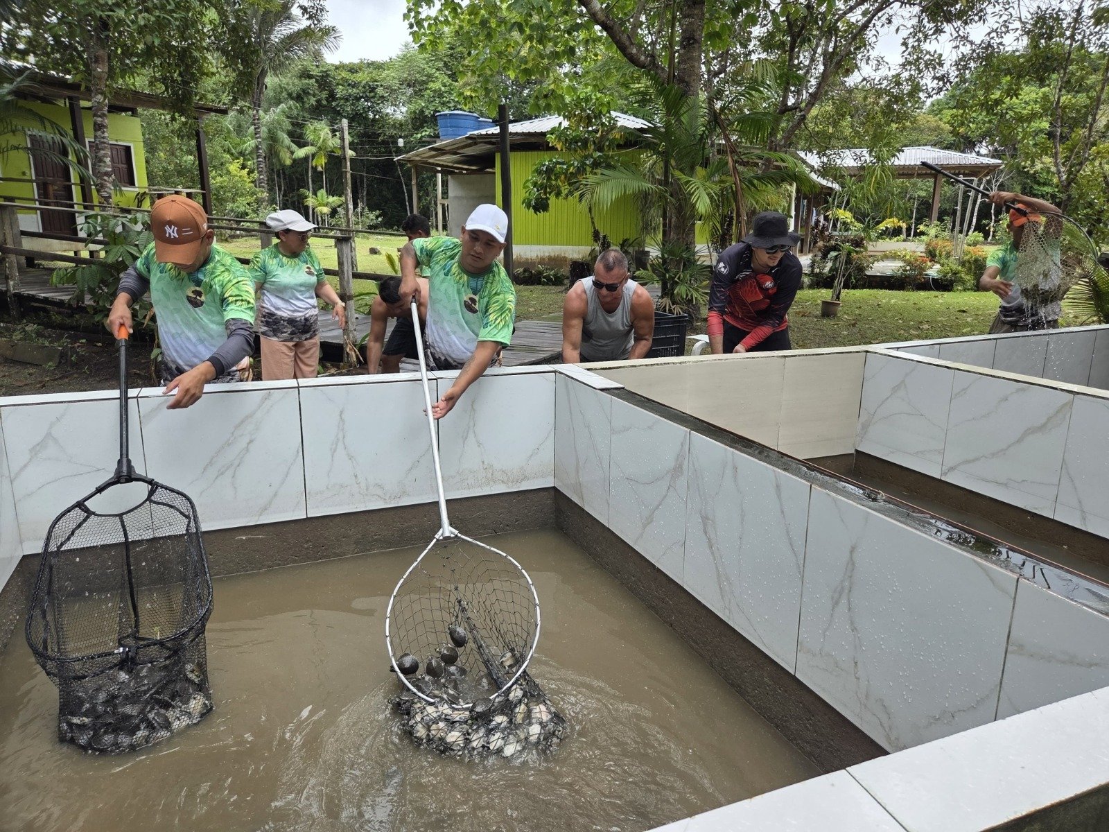 Filhotes de quelônios sendo soltos por moradores na Reserva de Desenvolvimento Sustentável do Uatumã no Amazonas