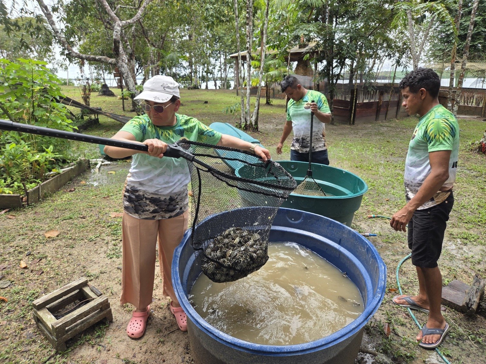 Filhotes de quelônios sendo soltos por moradores na Reserva de Desenvolvimento Sustentável do Uatumã no Amazonas