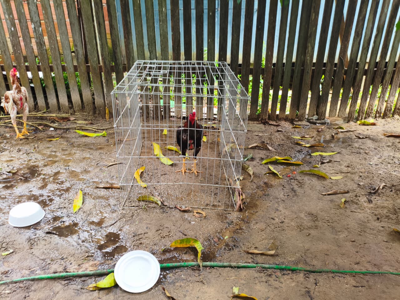 Polícia desativa arena de rinha de galos e realiza apreensões durante a Operação Ícaro no interior do Amazonas.
