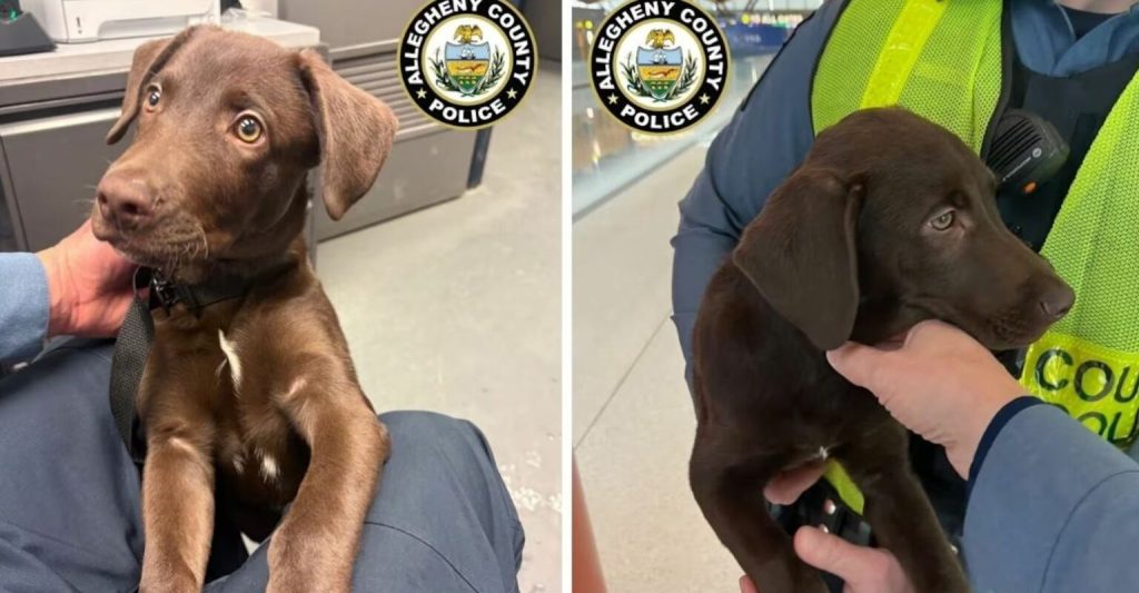 Filhote de labrador resgatado após ser abandonado no aeroporto de pittsburgh por passageiro impedido de embarcar.