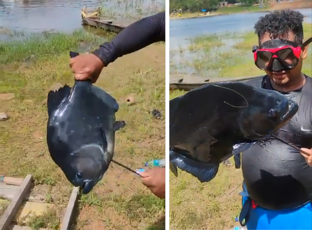 Pescador segurando uma piranha-preta de grande porte capturada no Lago do Miriti em Manacapuru Amazonas