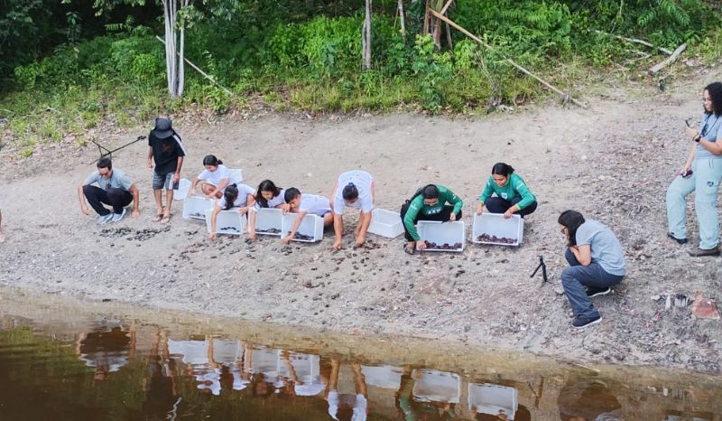 Filhotes de quelônios sendo soltos na Reserva de Desenvolvimento Sustentável Puranga Conquista no Amazonas por voluntários locais.