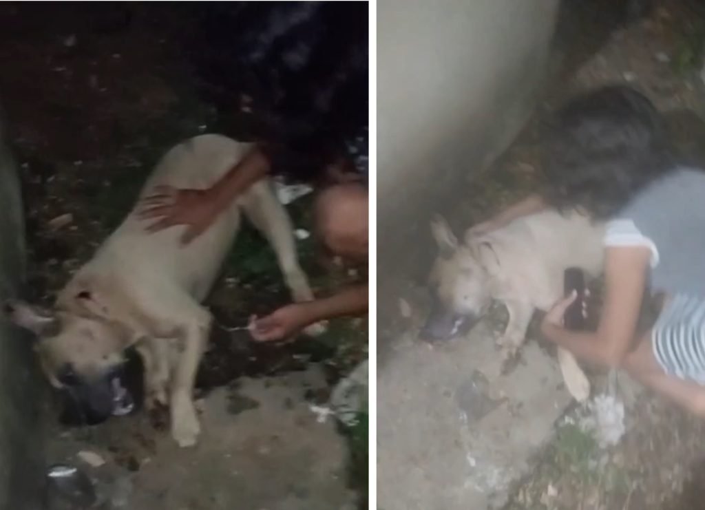 Família desesperada em Coari após cachorro ser atingido por tiro durante operação policial em residência.
