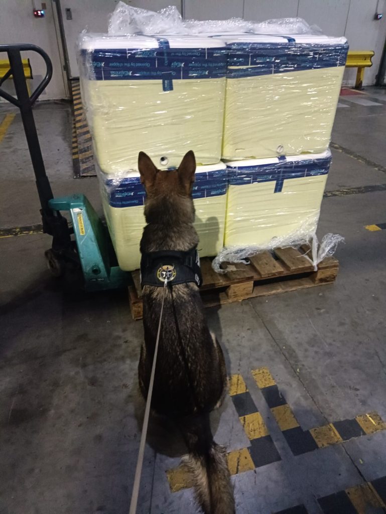 Agentes da Receita Federal inspecionam carga de polpa de açaí contendo tabletes de skunk no Aeroporto Internacional de Manaus.