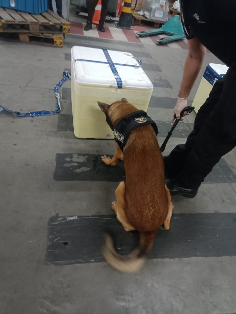 Agentes da Receita Federal inspecionam carga de polpa de açaí contendo tabletes de skunk no Aeroporto Internacional de Manaus.