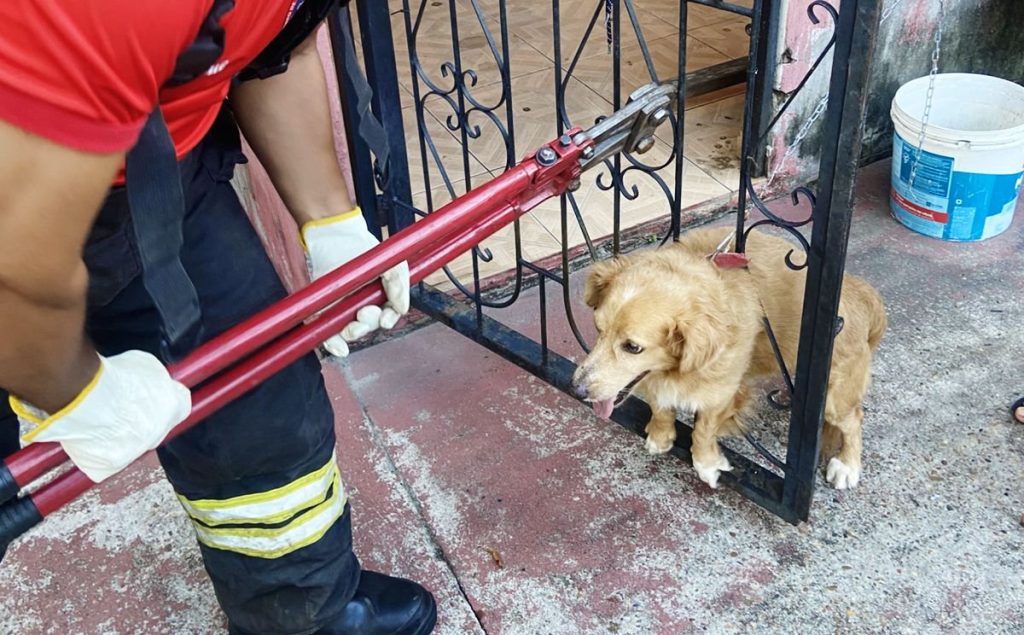 Profissionais do Corpo de Bombeiros do Amazonas realizando o resgate seguro de um animal em área urbana.