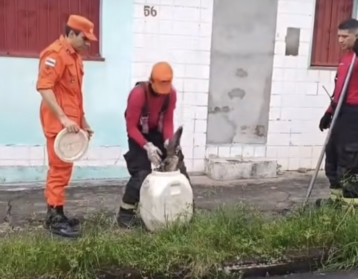 filhote de jacaré encontrado na zona norte de manaus