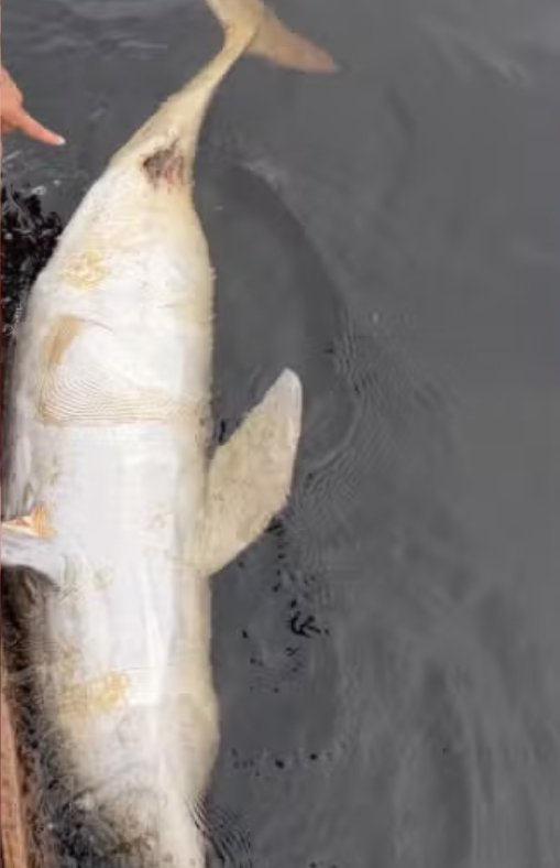 Boto encontrado morto boiando no rio Tarumã em Manaus com suspeita de ferimento por arma de fogo.