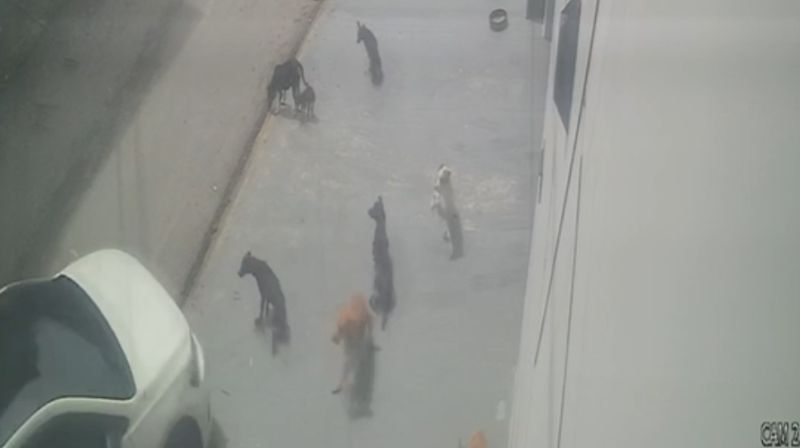 Cães comunitários recebendo atendimento veterinário em Manaus após atropelamento no Parque 10 de Novembro