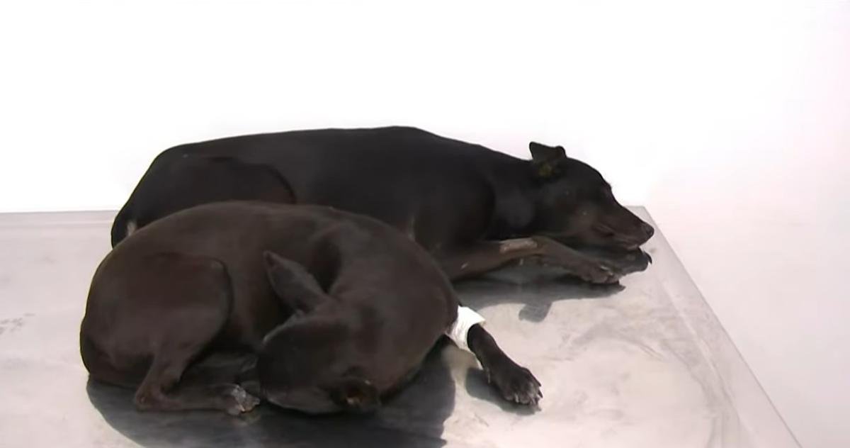 Dois cães resgatados após atropelamento em Manaus aguardando adoção em hospital veterinário.