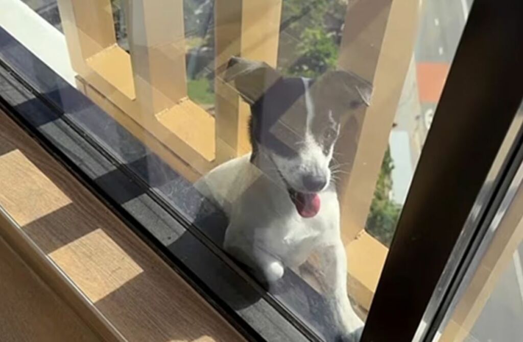 cão resgatado do lado de fora de um prédio