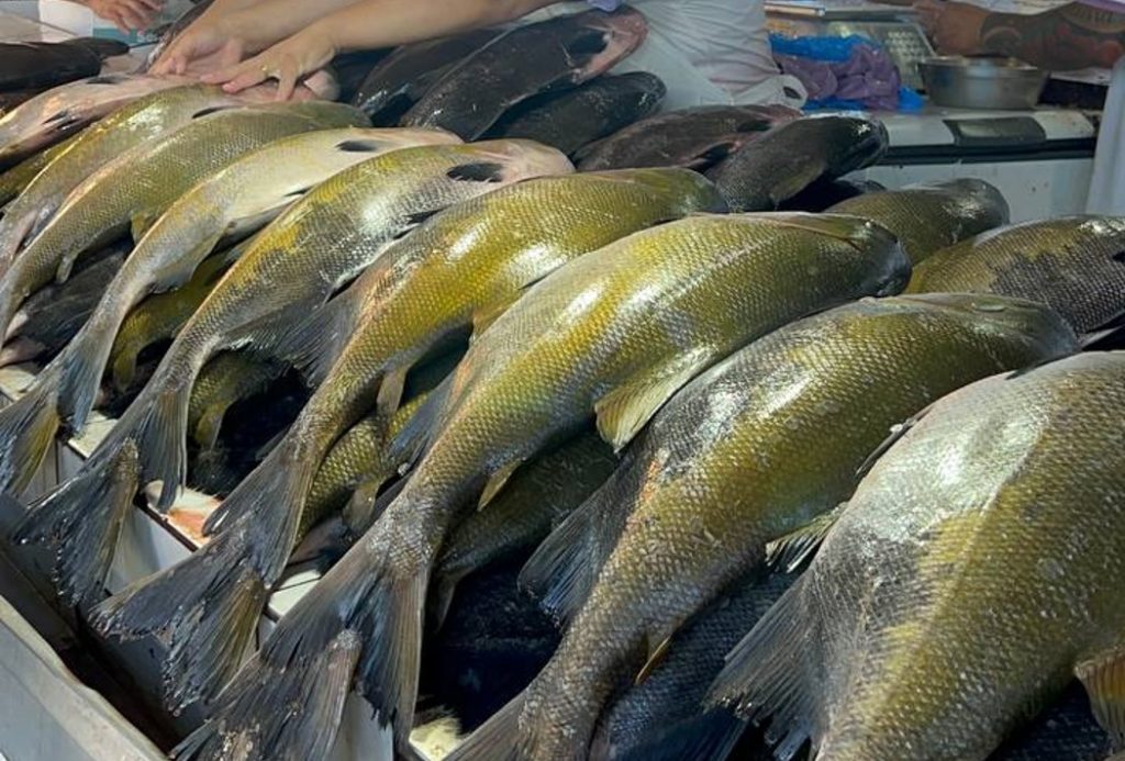 Movimentação de consumidores na Feira do Produtor em Manaus buscando peixes para a Sexta-feira Santa.