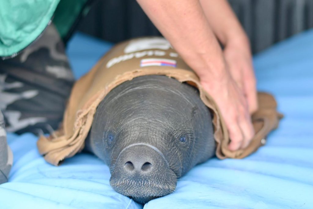 Filhote de peixe-boi-da-Amazônia recebendo cuidados especializados após ser resgatado com ferimentos de arpão no Amazonas.