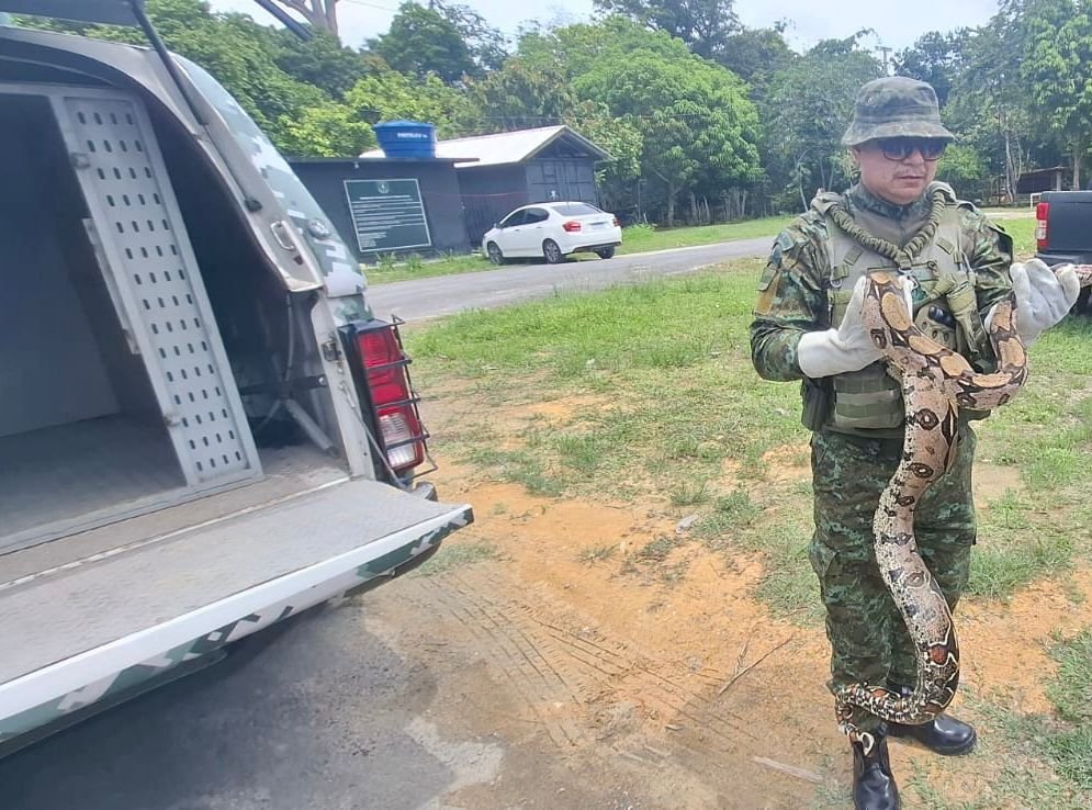 Jiboia encontrada no jardim de uma escola estadual na zona norte de Manaus sendo monitorada para resgate