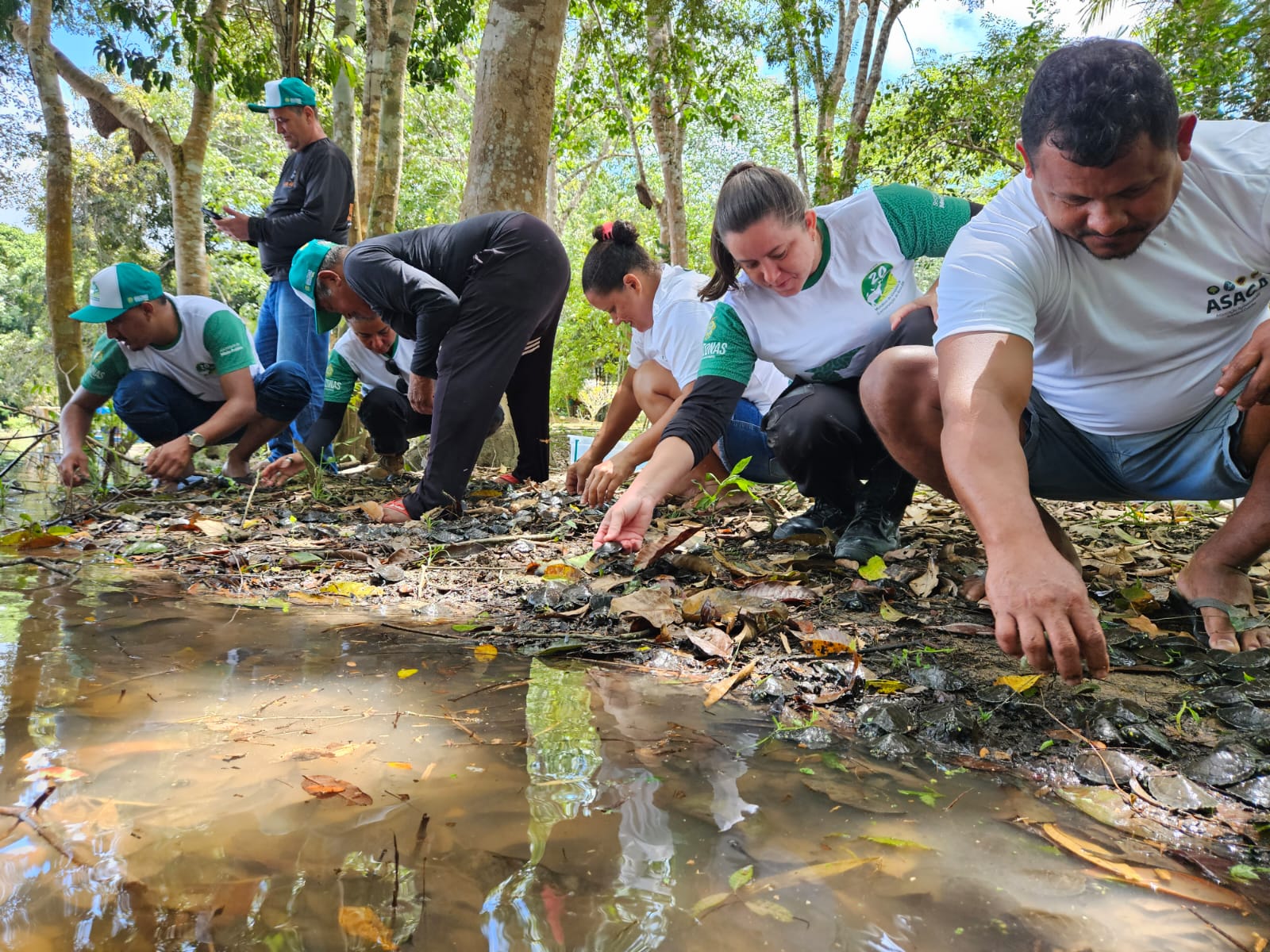 Soltura de filhotes de quelônios por comunitários e técnicos da Sema em reserva ambiental no Amazonas.