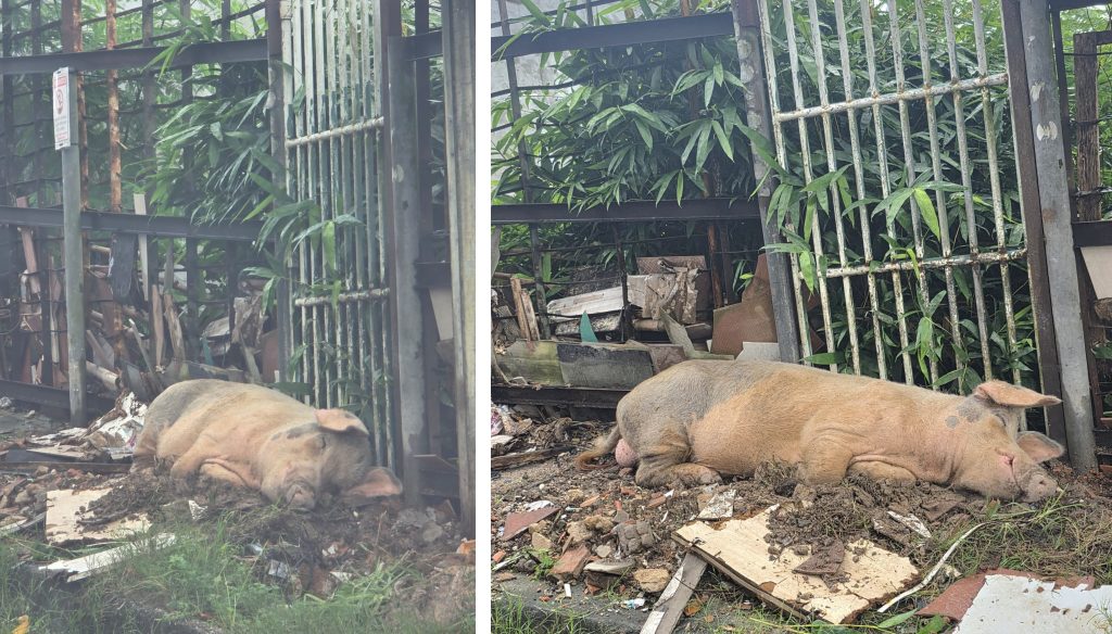 Porco ferido deitado em calçada no bairro Armando Mendes após atropelamento em Manaus.