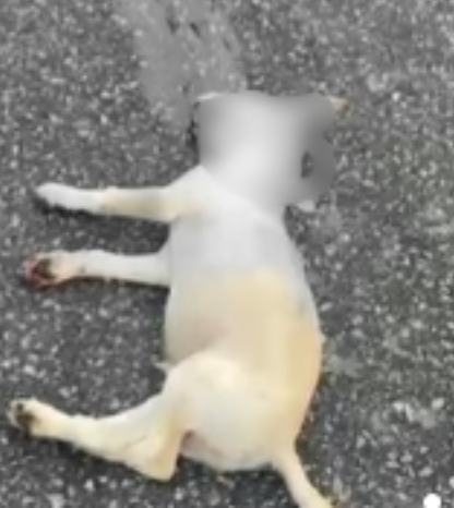 Momento do atropelamento de um cachorro por um carro no bairro Tancredo Neves em Manaus