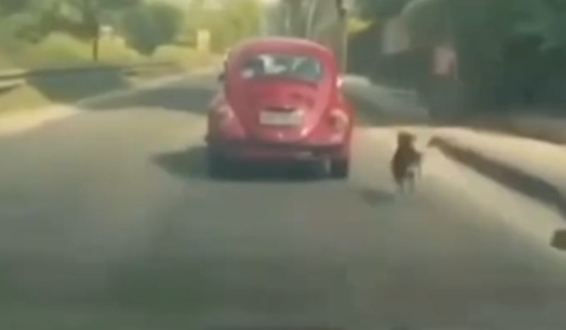 Cachorro corre desesperado atrás de um Fusca vermelho em movimento na Avenida Brasil após ser abandonado.