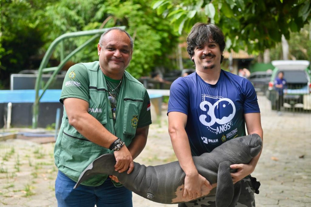 Filhote de peixe-boi-da-Amazônia recebendo cuidados especializados após ser resgatado com ferimentos de arpão no Amazonas.